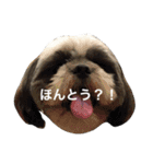 シーズー犬のモカくん2（個別スタンプ：3）