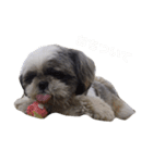 シーズー犬のモカくん2（個別スタンプ：5）