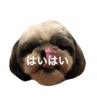 シーズー犬のモカくん2（個別スタンプ：7）