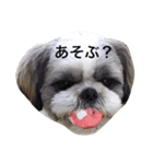 シーズー犬のモカくん2（個別スタンプ：8）