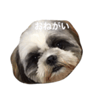 シーズー犬のモカくん2（個別スタンプ：9）