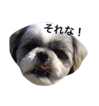 シーズー犬のモカくん2（個別スタンプ：10）