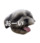 シーズー犬のモカくん2（個別スタンプ：11）
