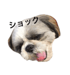 シーズー犬のモカくん2（個別スタンプ：12）