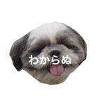 シーズー犬のモカくん2（個別スタンプ：13）