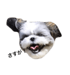 シーズー犬のモカくん2（個別スタンプ：14）