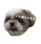 シーズー犬のモカくん2（個別スタンプ：15）