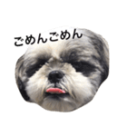 シーズー犬のモカくん2（個別スタンプ：16）