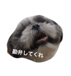 シーズー犬のモカくん2（個別スタンプ：17）