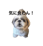 シーズー犬のモカくん2（個別スタンプ：18）