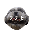 シーズー犬のモカくん2（個別スタンプ：19）