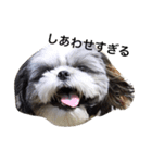 シーズー犬のモカくん2（個別スタンプ：20）