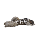 シーズー犬のモカくん2（個別スタンプ：21）