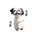 シーズー犬のモカくん2（個別スタンプ：22）
