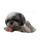 シーズー犬のモカくん2（個別スタンプ：23）