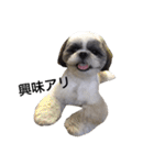 シーズー犬のモカくん2（個別スタンプ：24）