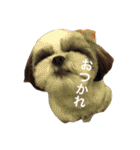 シーズー犬のモカくん2（個別スタンプ：25）