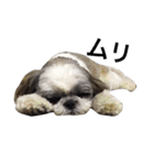 シーズー犬のモカくん2（個別スタンプ：26）