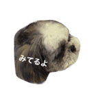 シーズー犬のモカくん2（個別スタンプ：27）