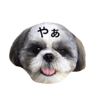 シーズー犬のモカくん2（個別スタンプ：28）