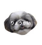 シーズー犬のモカくん2（個別スタンプ：30）