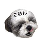 シーズー犬のモカくん2（個別スタンプ：31）