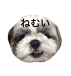 シーズー犬のモカくん2（個別スタンプ：33）