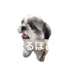 シーズー犬のモカくん2（個別スタンプ：34）