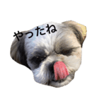 シーズー犬のモカくん2（個別スタンプ：35）