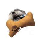 シーズー犬のモカくん2（個別スタンプ：38）