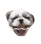 シーズー犬のモカくん2（個別スタンプ：40）