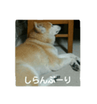 秋田犬 チャチャ（個別スタンプ：8）