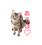 ちろの日常 : )（個別スタンプ：5）
