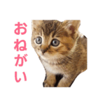 ちろの日常 : )（個別スタンプ：6）