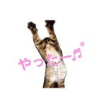 ちろの日常 : )（個別スタンプ：7）