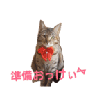 ちろの日常 : )（個別スタンプ：8）
