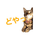 ちろの日常 : )（個別スタンプ：21）