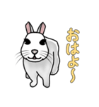 うさぎたちの気持ち（個別スタンプ：6）