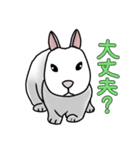 うさぎたちの気持ち（個別スタンプ：15）