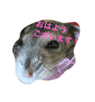 Yumekawanahamu（個別スタンプ：1）