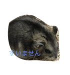 Yumekawanahamu（個別スタンプ：3）