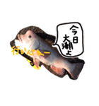 釣りへ行こう（個別スタンプ：1）