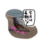 釣りへ行こう（個別スタンプ：13）