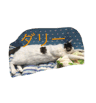 miisukesuke2（個別スタンプ：3）