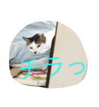miisukesuke2（個別スタンプ：4）