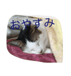miisukesuke2（個別スタンプ：7）