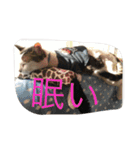 miisukesuke2（個別スタンプ：18）
