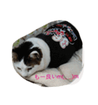 miisukesuke2（個別スタンプ：22）