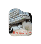 miisukesuke2（個別スタンプ：24）