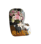 miisukesuke2（個別スタンプ：26）